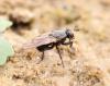 Myopina myopina